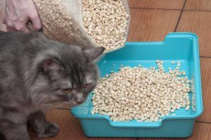 Why Is My Cat Suddenly Pooping Outside The Litter Box?