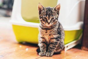 Why Is My Cat Suddenly Pooping Outside The Litter Box?