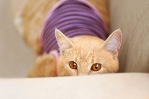 Why Is My Cat Suddenly Pooping Outside The Litter Box?