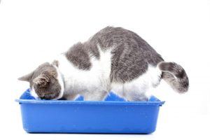 Why Is My Cat Suddenly Pooping Outside The Litter Box?