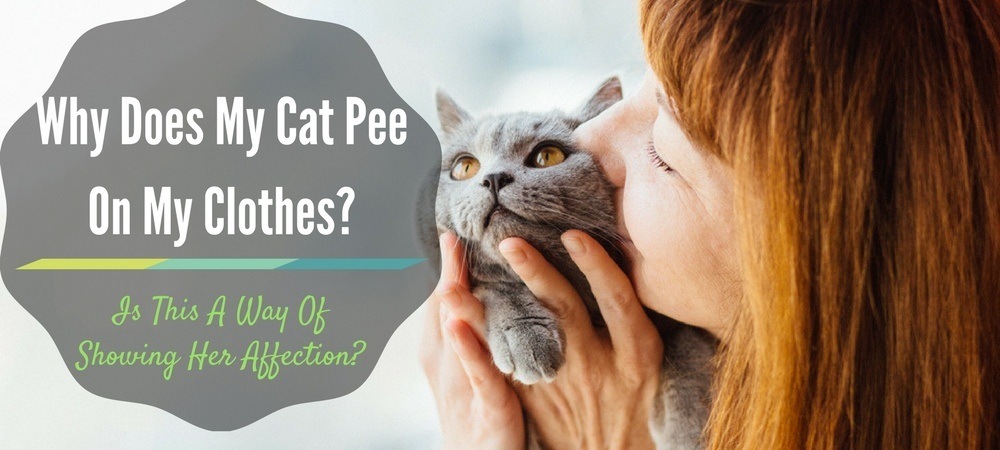 why-does-cat-pee-on-clothes