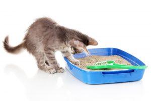 Why Is My Cat Peeing Everywhere? Time To Make The Cat’s Litter Box More