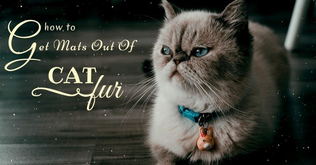 how-to-get-mats-out-of-cat-fur