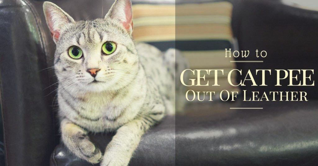 how-to-get-cat-pee-out-of-leather