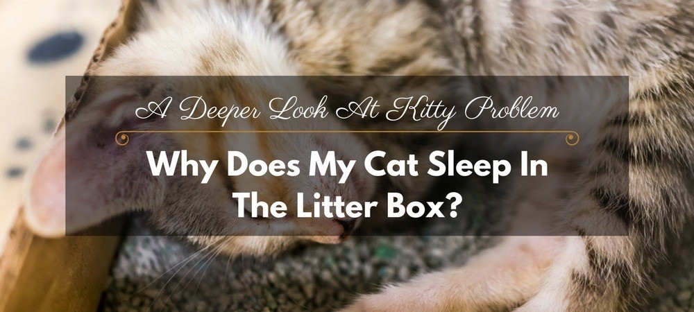 why-does-my-cat-sleep-in-the-litter-box