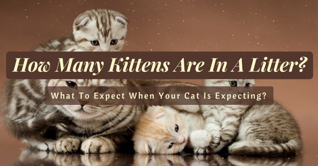 how-many-kittens-are-in-a-litter