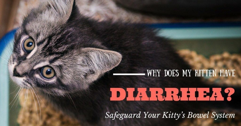 why does my kitten have diarrhea