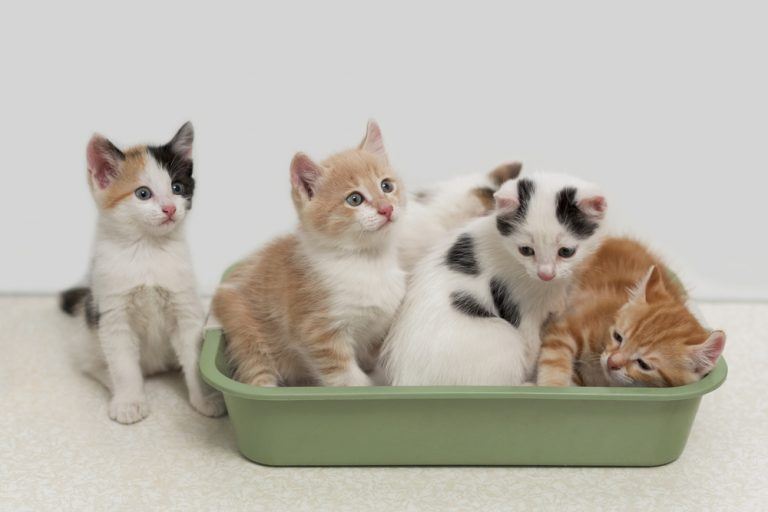 How Many Kittens Are In A Litter? What To Expect When Your Cat Is