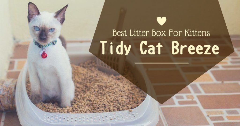 tidy-cat-breeze-reviews