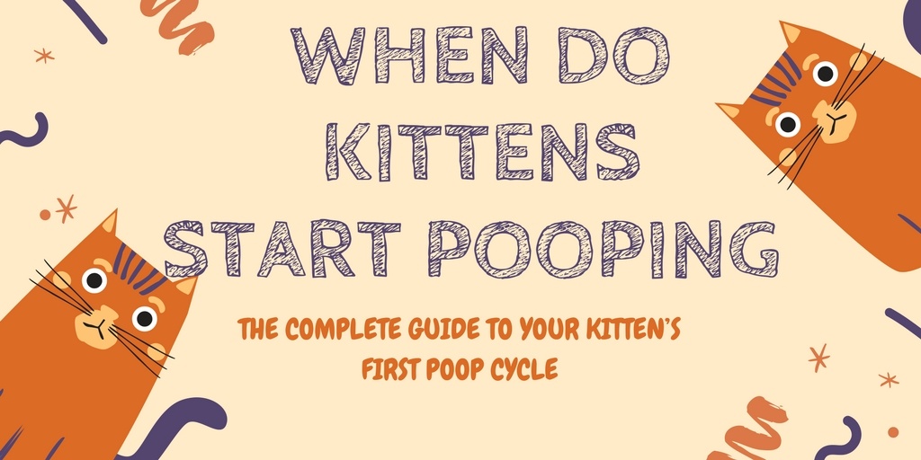 When Do Kittens Start Pooping