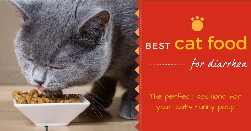 Best cat food for diarrhea