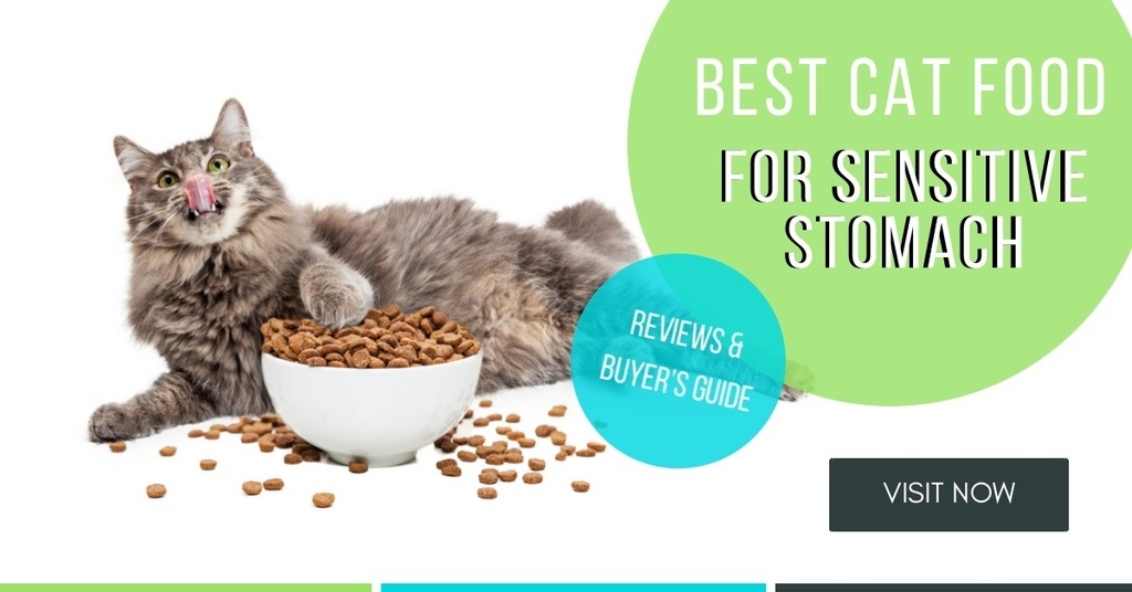 best-cat-food-for-sensitive-stomach