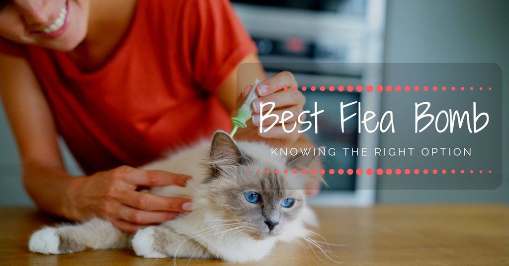best flea bomb