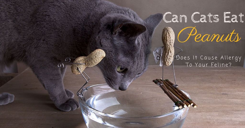 can cats eat peanuts
