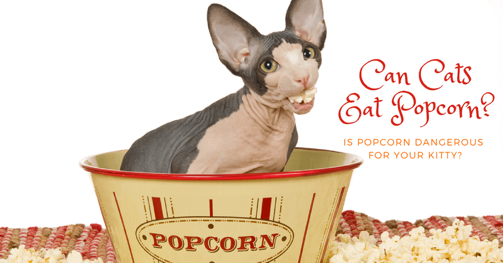 can cats eat popcorn