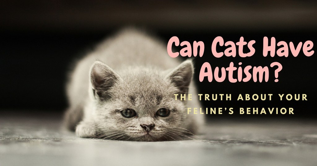 can cats have autism