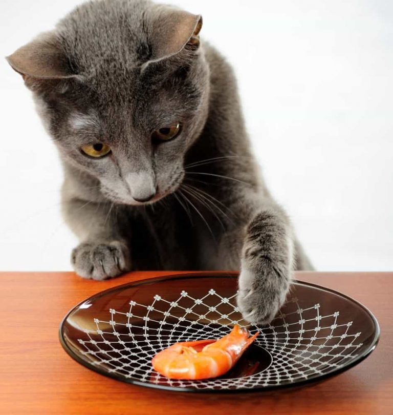 Can Cats Eat Shrimp? Is Shrimp Consumption Safe For Your Feline?