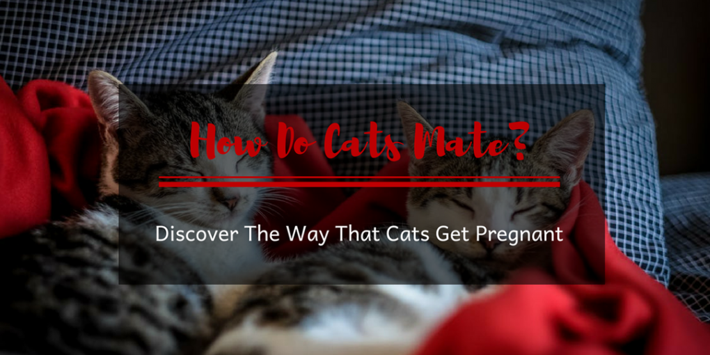 How Do Cats Mate? Discover The Way That Cats Get Pregnant