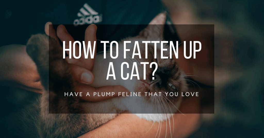 how to fatten up a cat