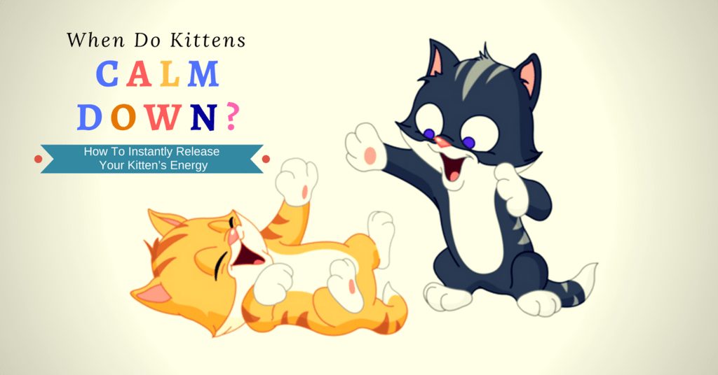 when do kittens calm down