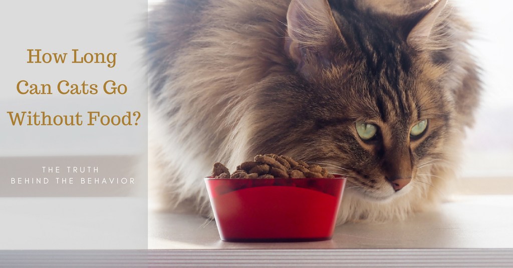 How Long Can Cats Go Without Food