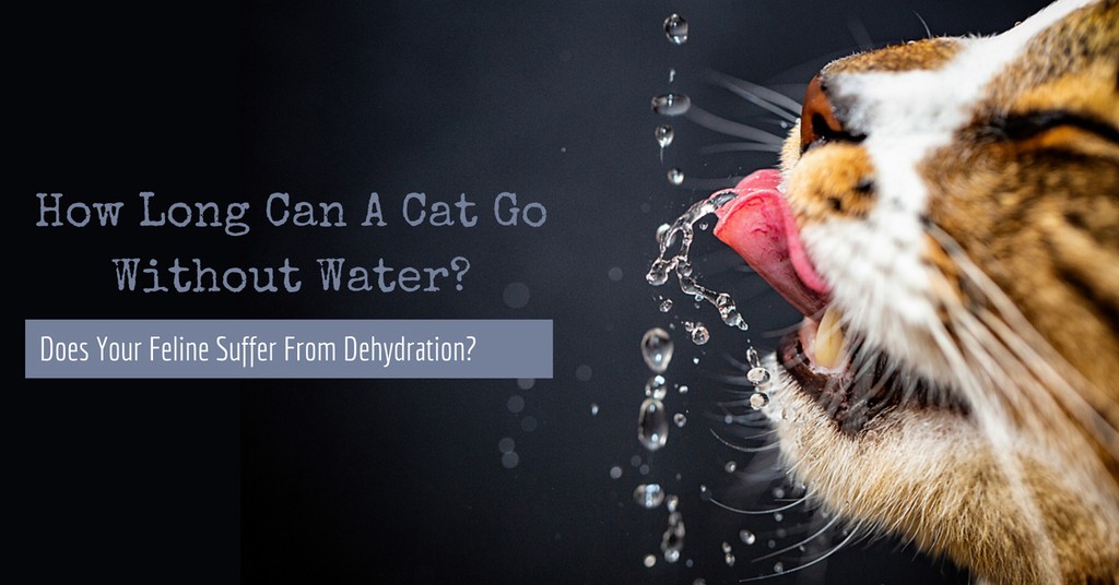 how long can a cat go without water