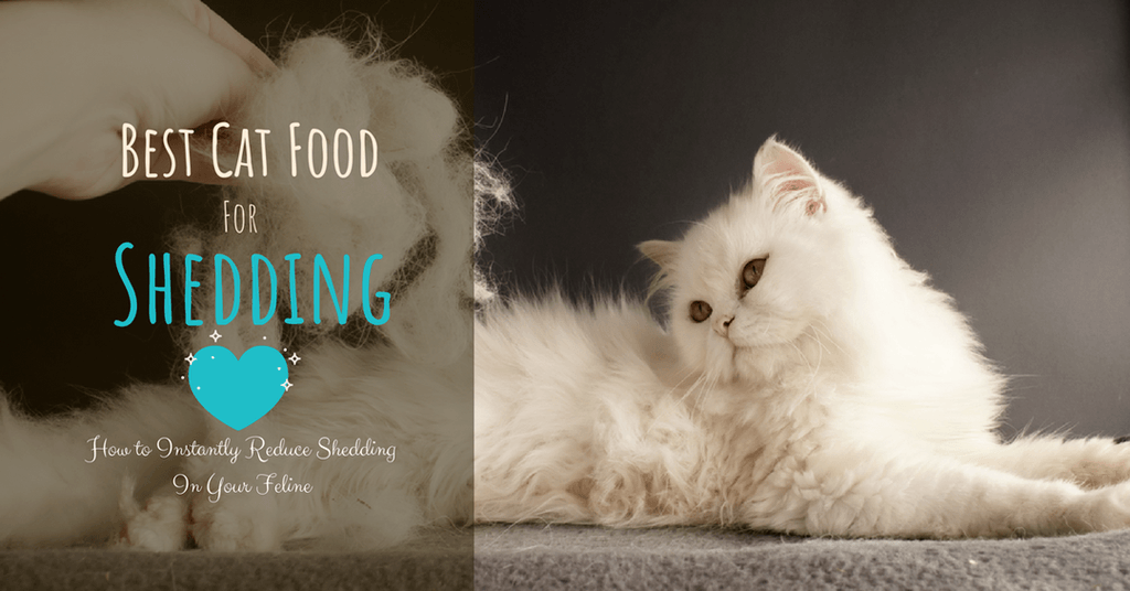 Best Cat Food For Shedding