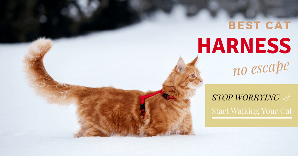 best cat harness no escape