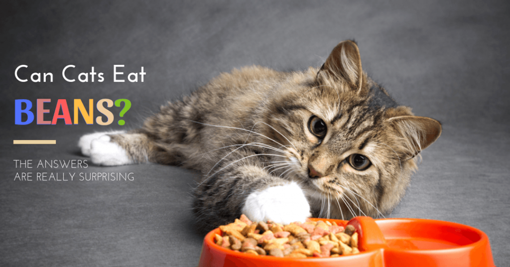 can cats eat beans