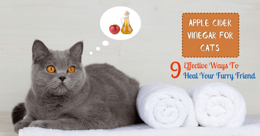 apple cider vinegar for cats