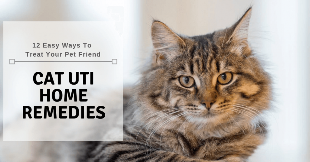 cat uti home remedies