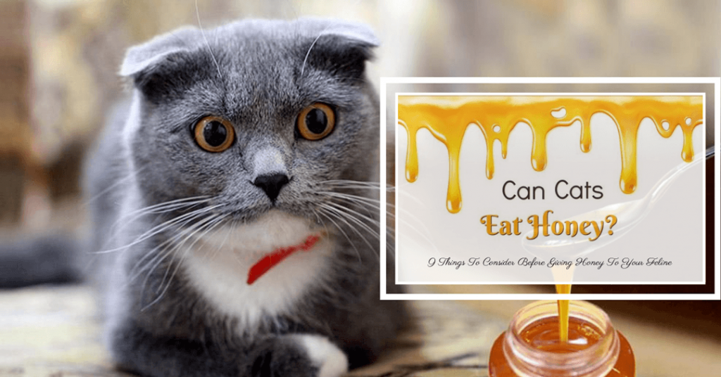 can cats eat honey