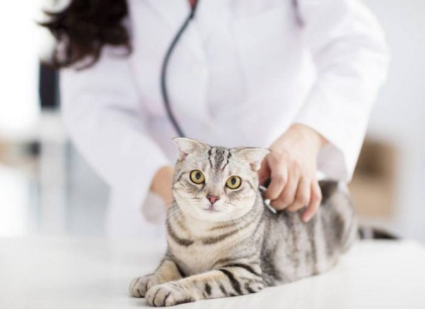 Curated visual reference: Fresh Look at Cat Uti Home Remedies 12 Easy Ways To Treat Your