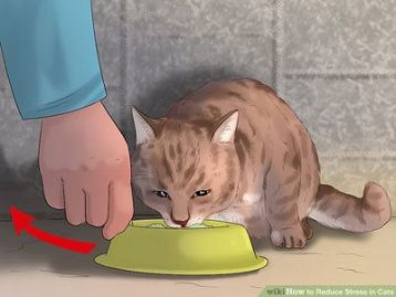 Cat UTI Home Remedies: 12 Easy Ways To Treat Your Pet Friend