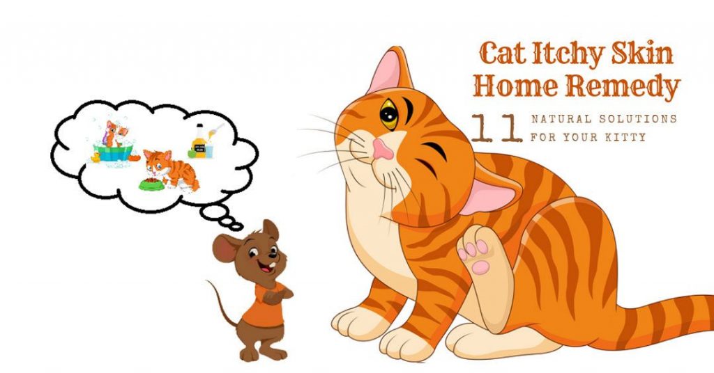 Cat Itchy Skin Home Remedy