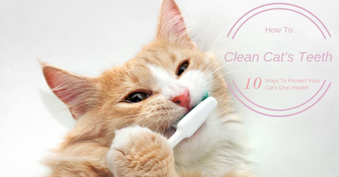 how to clean cat’s teeth
