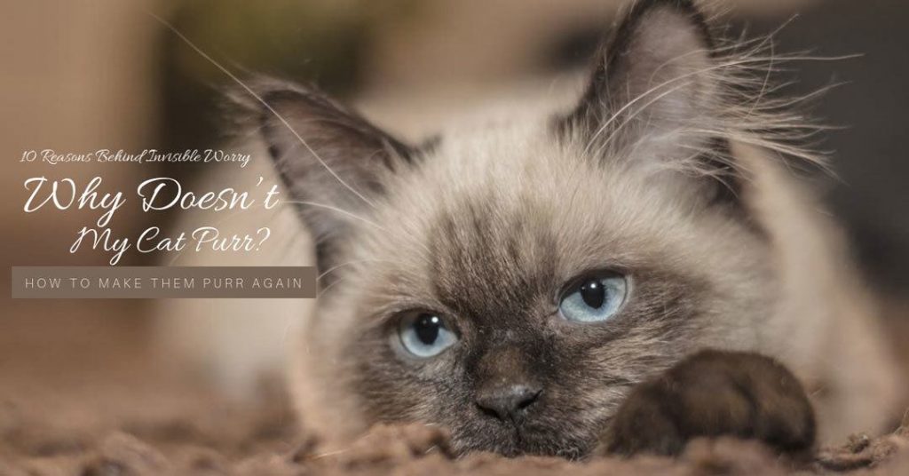 why doesn't my cat purr