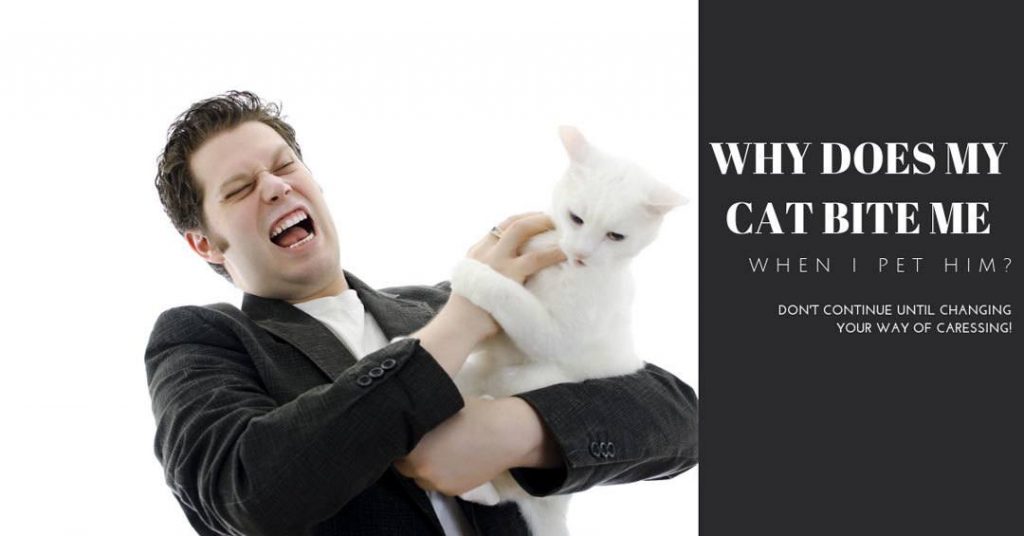 why does my cat bite me when I pet him