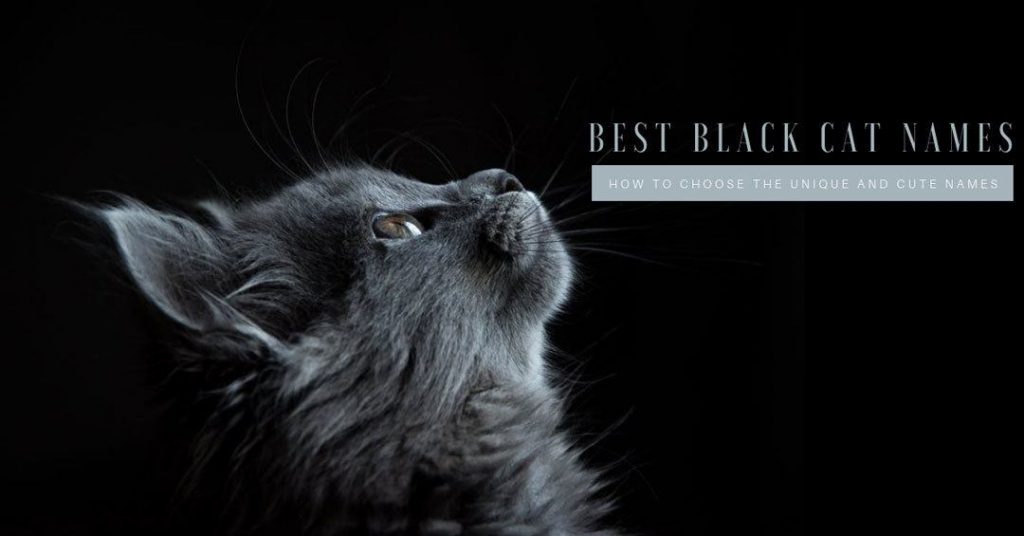 best black cat names