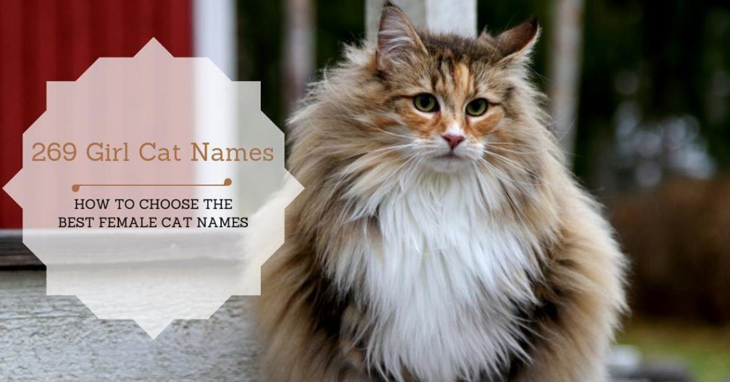 Girl Cat Names