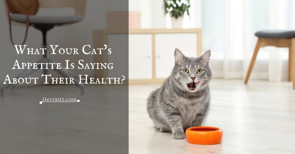 Cat Appetite