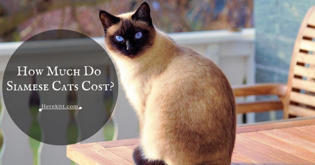 how much do Siamese cats cost