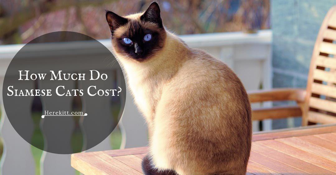 how much do Siamese cats cost