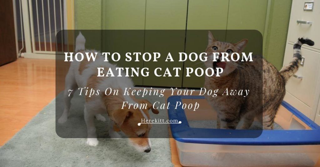 how to stop a dog from eating cat poop