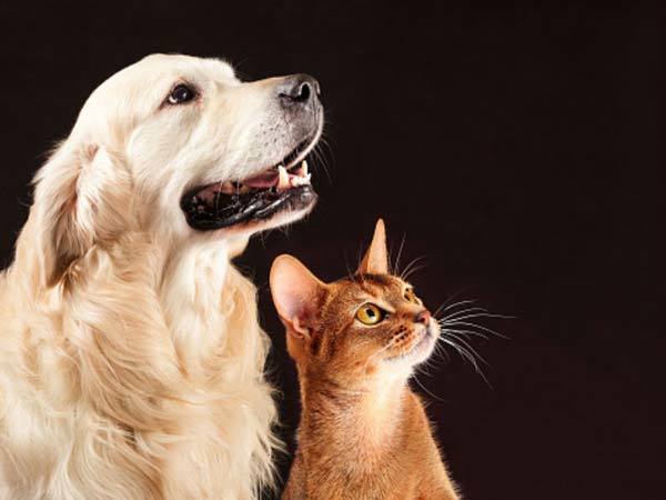 how to stop a dog from eating cat poop