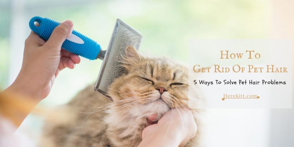 How To Get Rid Of Pet Hair 5 Ways To Solve Pet Hair Problems