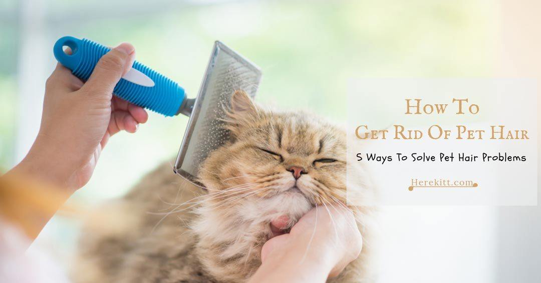 how to get rid of pet hair