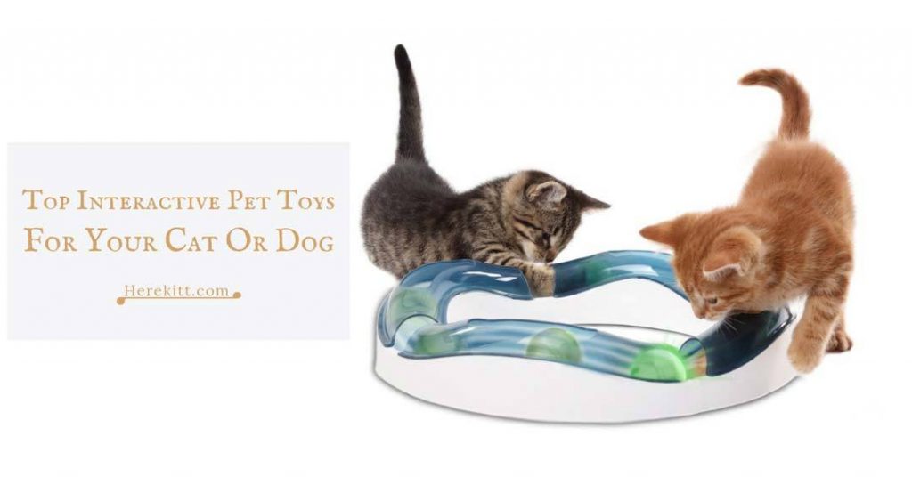 interactive pet toys