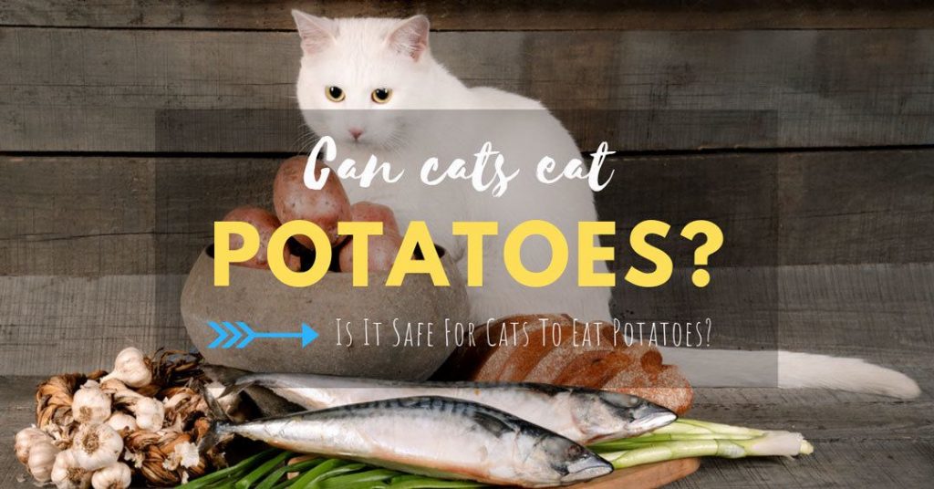 Can Cats Eat Potatoes