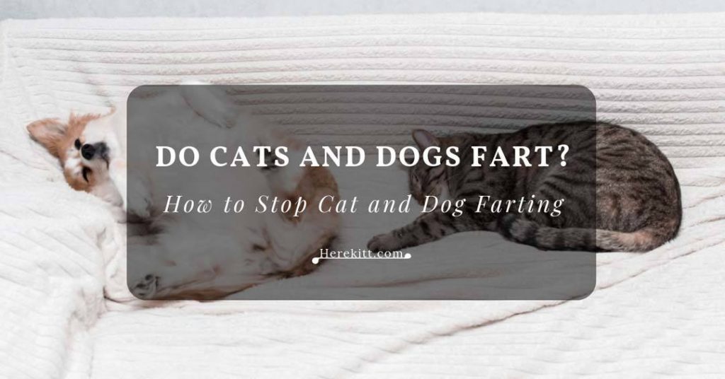 Do cats and dogs fart